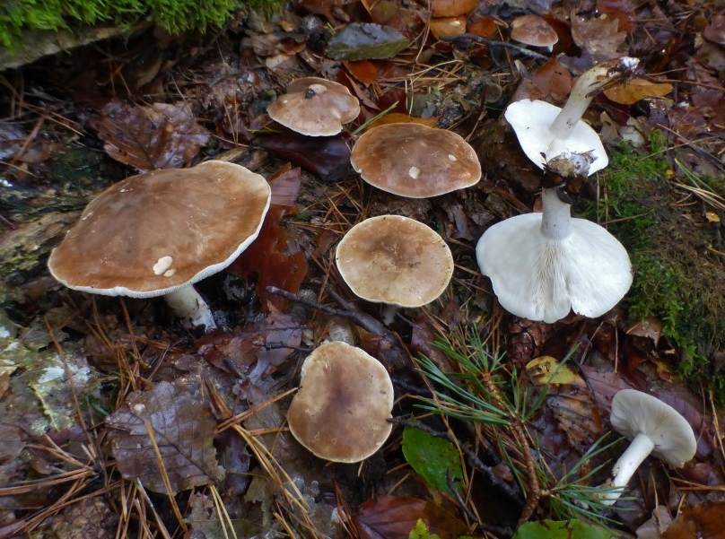 Leucopaxillus gentianeus Bitterer Krempentrichterling gerippt Pfalz Fischbach Pilzkurs Seminar Giftpilze Syndrome PSV Ausbildung