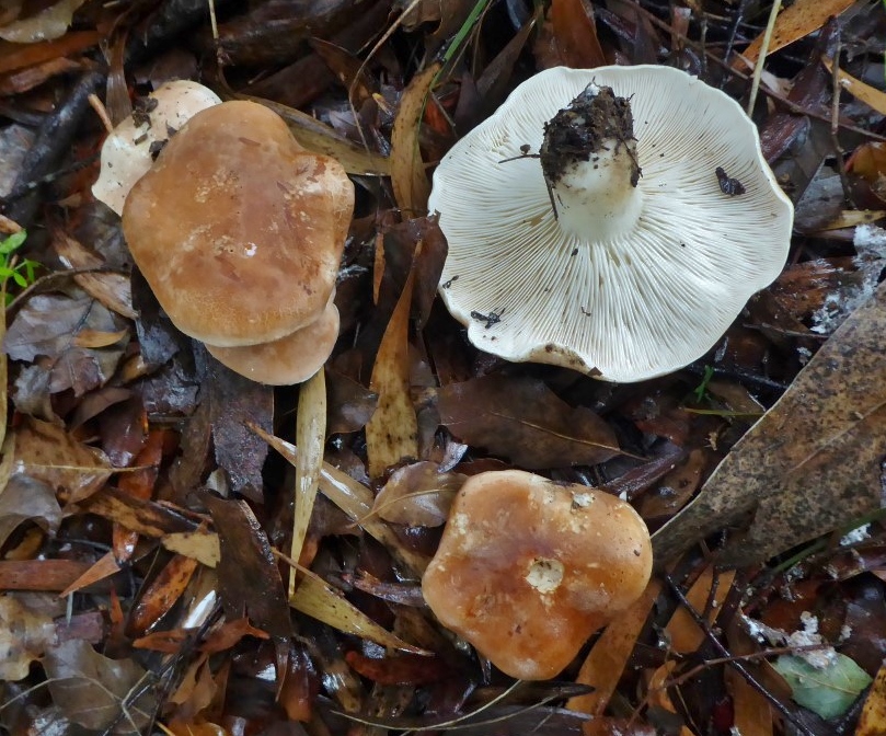 Leucopaxillus gentianeus Portugal Algarve Foia Monchique Sporenpulver wei Korkeiche Schiefer sauer Krieglsteiner