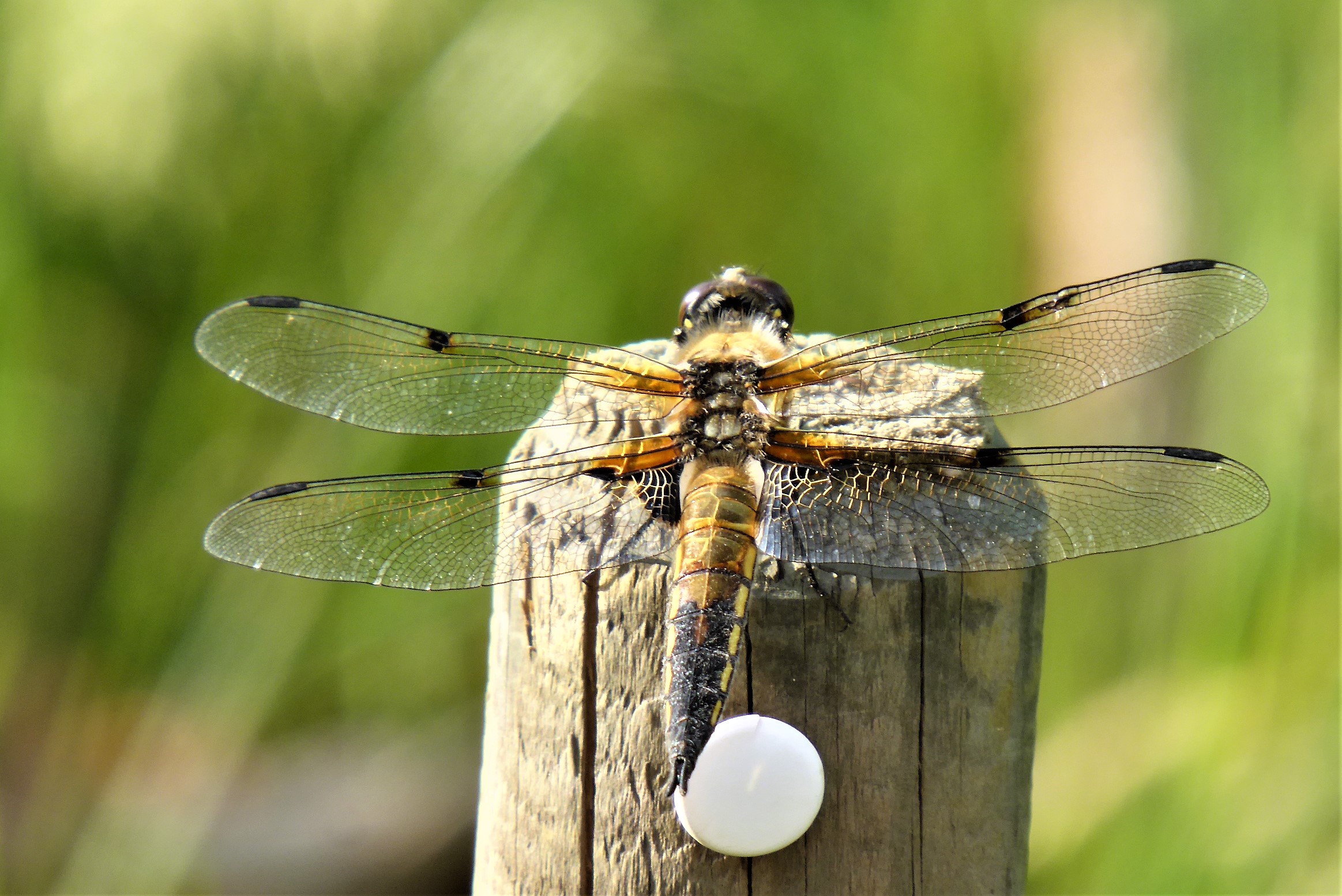 Libellula quadrimaculata Vierfleck Libellulidae Segellibellen Grolibellen Anisoptera Naturgarten Artenvielfalt Pilzkunde Tagesfhrungen Pilzschule Schwbischer Wald Krieglsteiner