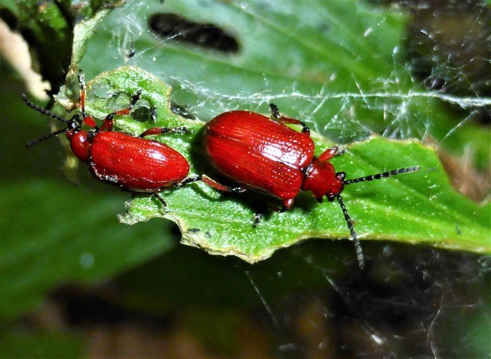 Lilioceris merdigera Maigloeckchenhaehnchen Blattkaefer Coleoptera Chysomelidae Lilium martagon Tuerkenbund Hainich Spraitbach Naturgarten Schwaebischer Wald Ostalbkreis