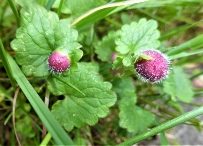 Liposthenes glechomae Gundermann Gallwespe Cynipidae Hymenoptera Hautfluegler Gundelrebe Glechoma hederaceum Lamiaceae Naturgarten Naehrstoffentnahme Biodiversitaet Artenvielfalt