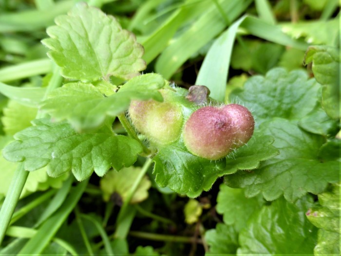 Liposthenes glechomae Gundermann Gallwespe Cynipidae Hymenoptera Hautfluegler Gundelrebe Glechoma hederaceum Lamiaceae Naturgarten Naehrstoffentnahme Biodiversitaet