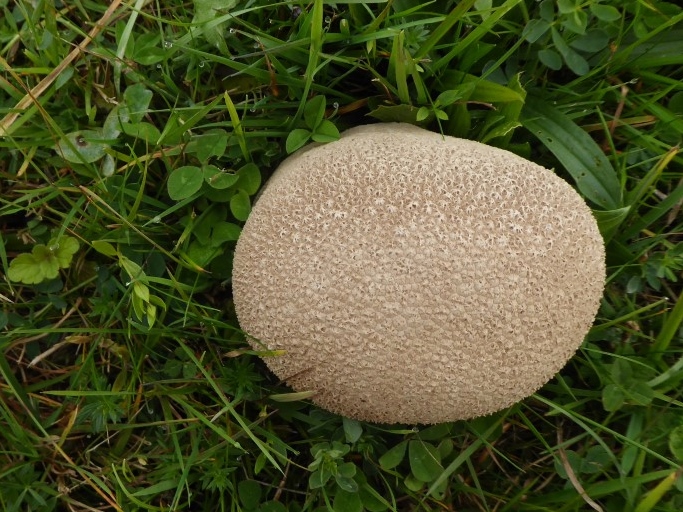 Lycoperdon utriforme 4 Hasenstaeubling essbar Magerwiese ungeduengt Nationalpark Eifel Nordrhein Westfalen Naturschutz