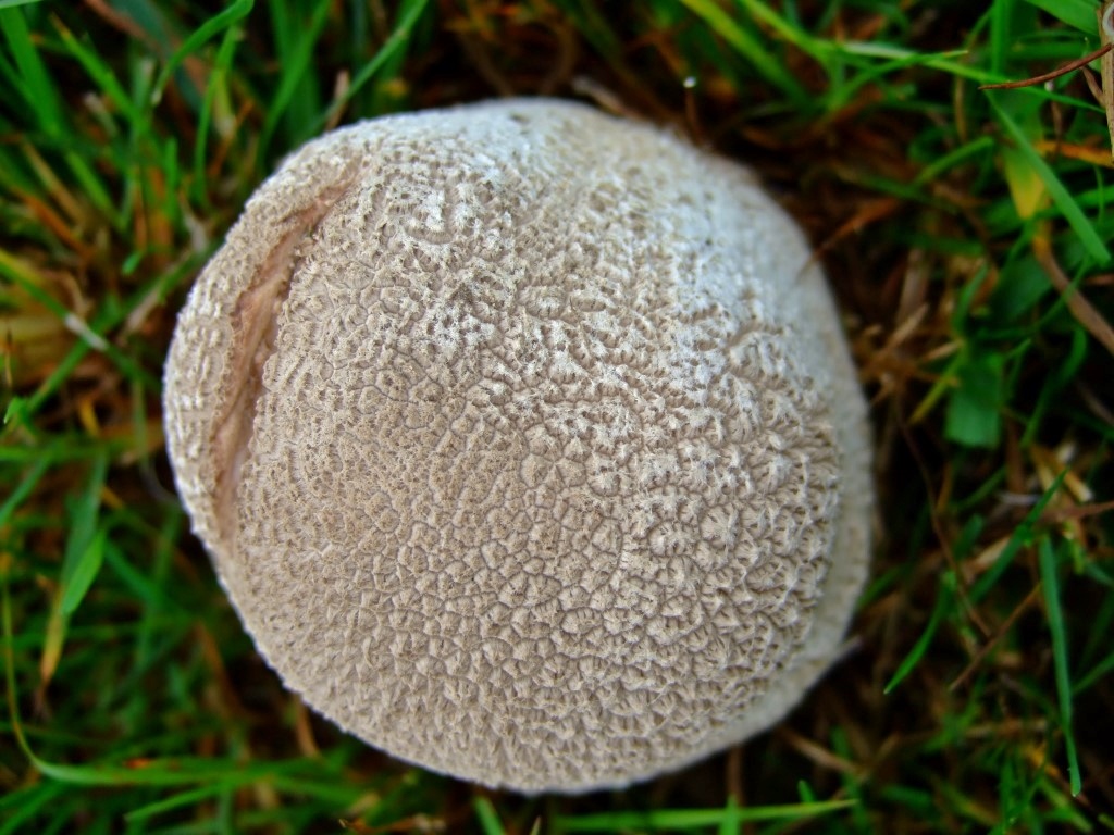 Lycoperdon utriforme 5 junger Fruchtkoerper Exoperidie stachelig essbar Bestandsschutz Nutzung NSG anachronistisch