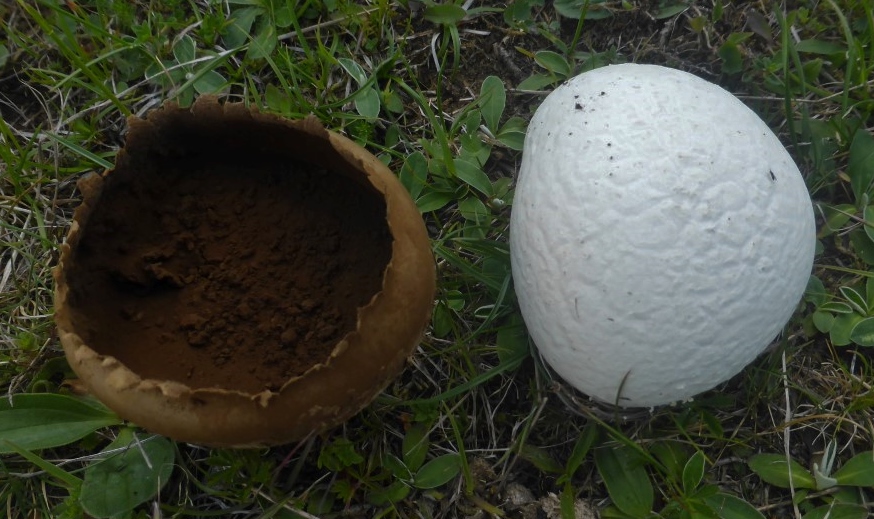 Lycoperdon utriforme 6 Hasenbovist Baden Wuerttemberg Schwaebische Alb Magerwiese Erpfenhausener Heide Habichtskraut Hieracium pilosella