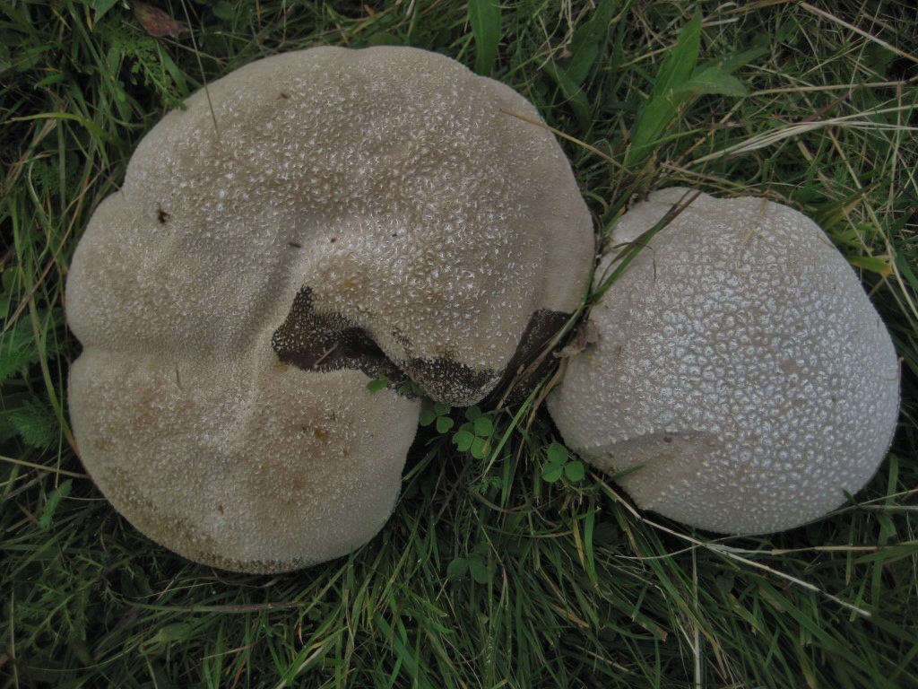 Lycoperdon utriforme 7 Hasenbovist Bayern Deggendorf Himmelreich Krieglsteiner NSG Magerwiese Naturschutz Duengeverbot Reform Duengeverordnung