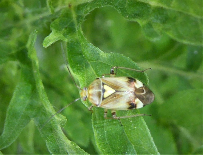 Lygus pratensis Gemeine Weisenwanze Miridae Weichwanzen Heteroptera Hemiptera Insektenvielfalt Biodiversitaet Naturgarten Krieglsteiner Ostalbkreis Baden Wuerttemberg