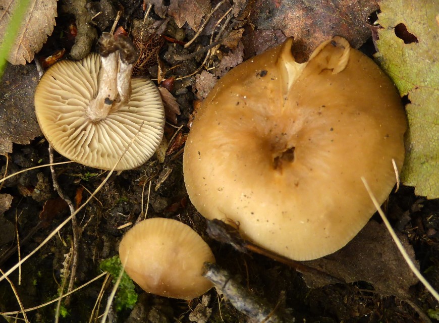 Lyophyllum brunneo ochrascens 1 Ockerblaettriger Rasling Norwegen Innlandet Vaga Lusaeter Birke Schafe Rinder Fjell Krieglsteiner