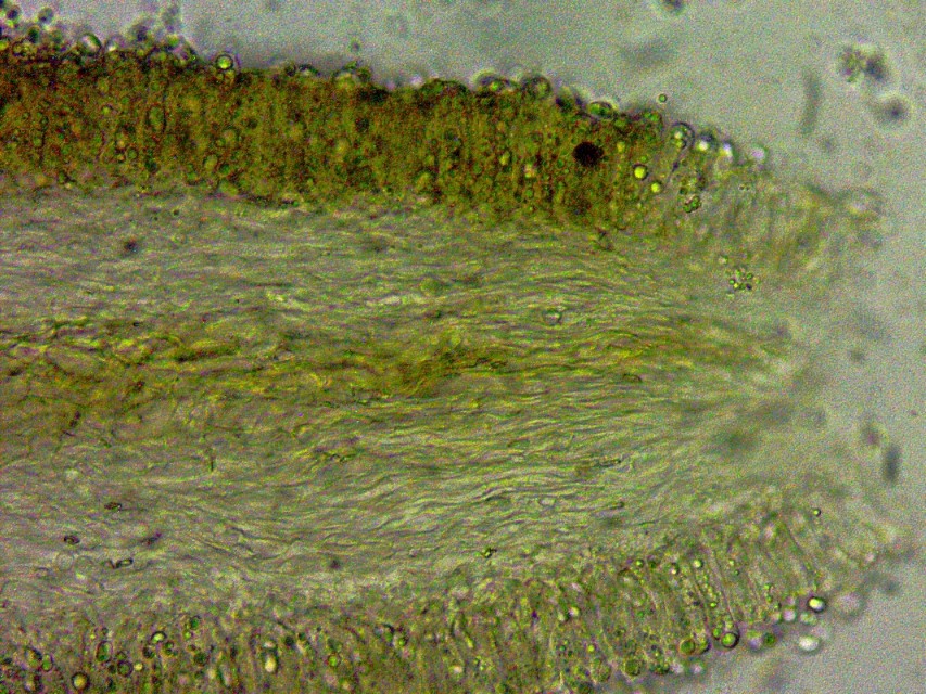 Lyophyllum brunneo ochrascens 17 Lamellentrama regulaer Querschnitt Mikroskopie Krieglsteiner Lothar Katharina Norwegen Schweden Erhard Ludwig Typus