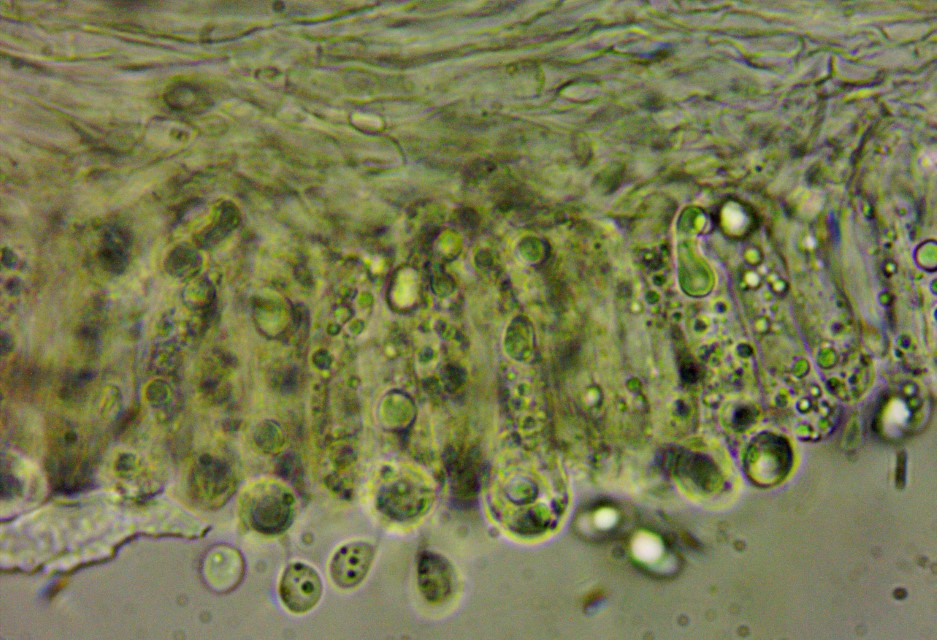 Lyophyllum brunneo ochrascens 7 Sporen unreif kleine Oeltropfen Guttulen Sporeninhalte Mirkoskopierkurs Krieglsteiner Pilzschule Schwaebischer Wald hytter