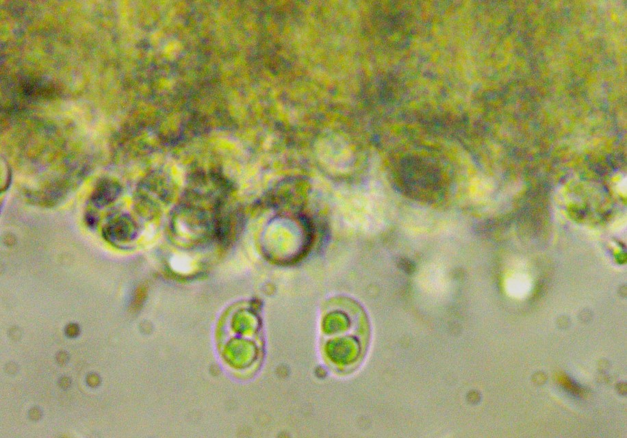 Lyophyllum brunneo ochrascens 8 Sporen grosse Oeltropfen lebend Basidie viersporig Mikroskopie Herausforderung Norwegen Schweden hytter Krieglsteiner