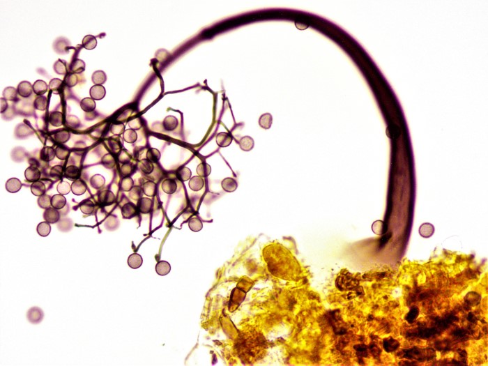 Macbrideola cornea Stemonitaceae Stemonitales Myxomycet soziale Amoeben Winterlinde Tilia cordata Borke Feuchte Kammer winzig Sporen Capillitium Stiel hohl Schleimpilzkurs Pilzschule Schwaebischer Wald