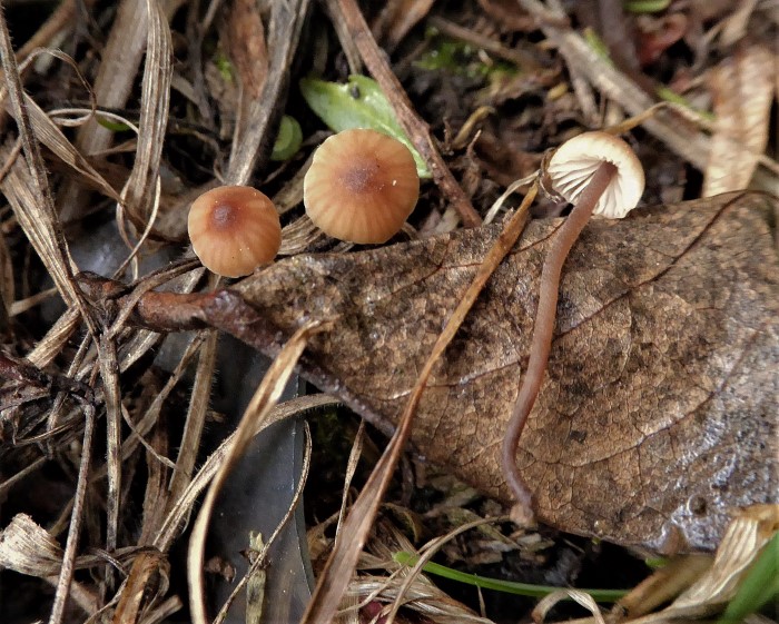 Macrocystidia cucumis latifolia Kleiner Geriefter Gurkenschnitzling Macrocystidiaceae Agaricales Saprobiont naehrstoffreich Feldmykologe PSV Ausbildung Pilzkurse PIlzschule Schwaebischer Wald