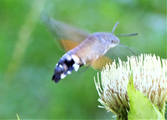 Macroglossum stellatarum Taubenschwaenzchen Schwaermer Sphingidae Schwaebische Alb Kohldistel Cirsiium oleraceum Nektarsuche Wanderfalter Suedeuropa Alpen Krieglsteiner Naturgarten Spraitbach