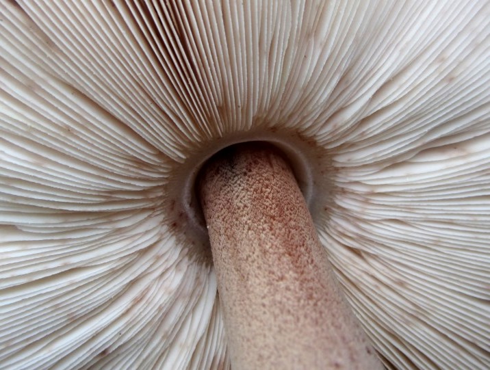 Macrolepiota-procera-Parasol-Collar-Lamellen-frei-Portugal-Algarve-Monchique