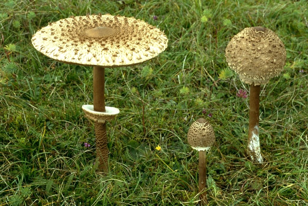 Macrolepiota-procera-Parasol-Sonnenschirm-Riesenschirmling-Ring-verschiebbar-Schnitzel-Pfanne