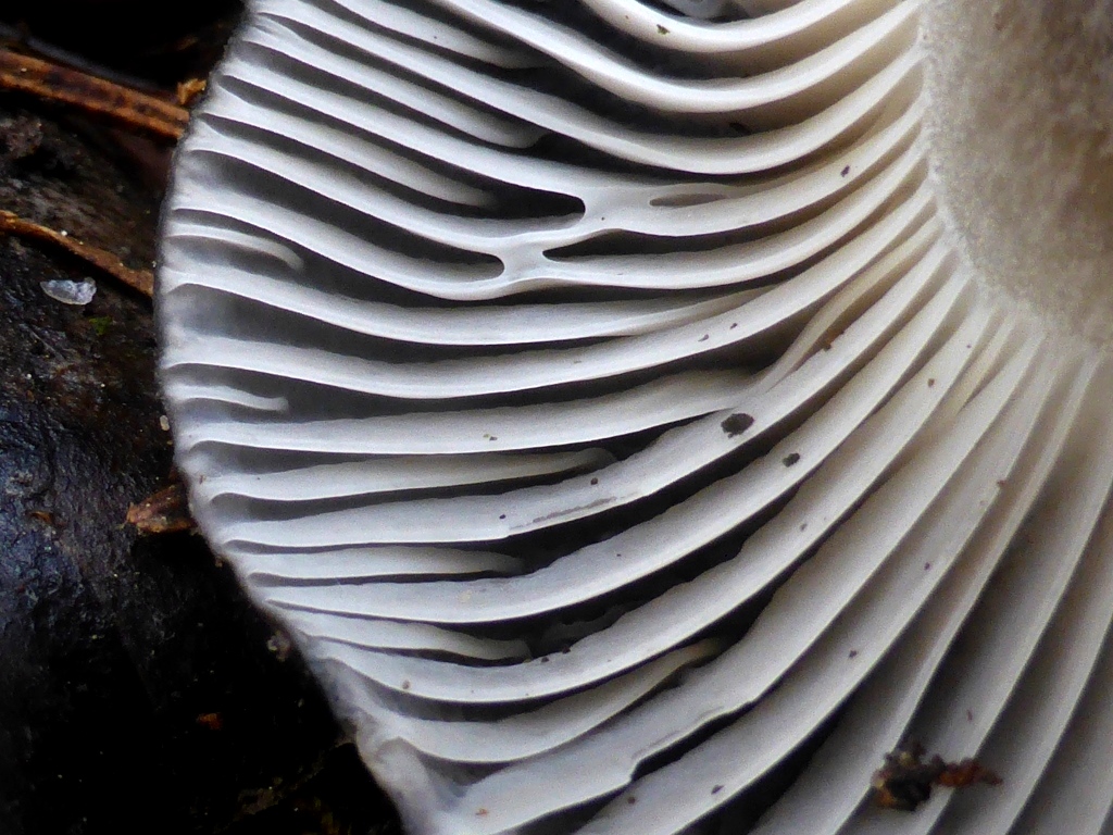 Maerzschneckling-13-Schwaebisch-Fraenkischer-Wald-Lamellen-getropft-dick-Kerzenwachs-Hygrophorus-marzuolus-Speisepilz-Stubensandstein-Bunte-Mergel