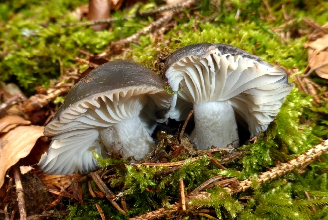 Maerzschneckling-2-Rotenhar-Bschung-Schwbisch-Frnkischer-Wald-Stuttgart-Mykorrhizapilz-Hygrophorus-marzuolus