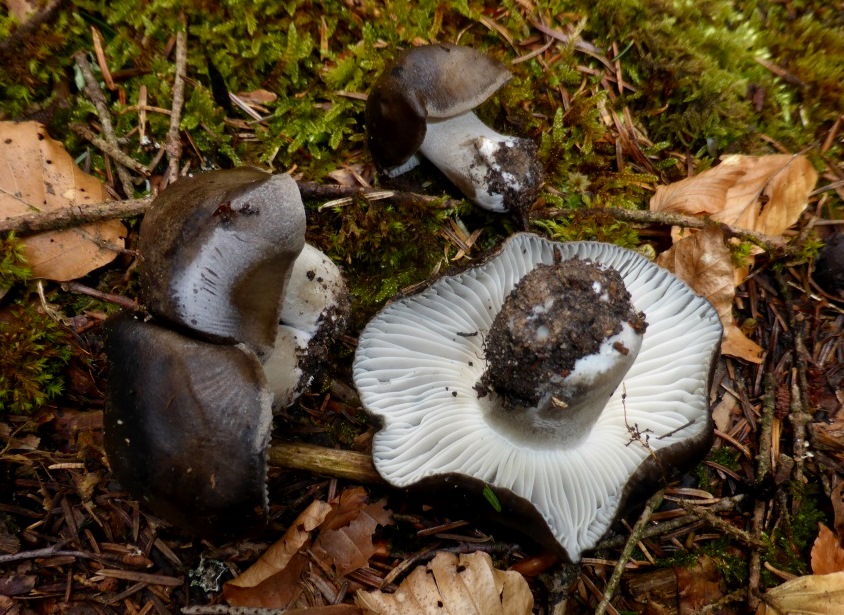 Maerzschneckling-3-Sporenpulver-wei-Rotenhar-Tanne-Buche-Bunte-Mergel-Hygrophorus-marzuolus