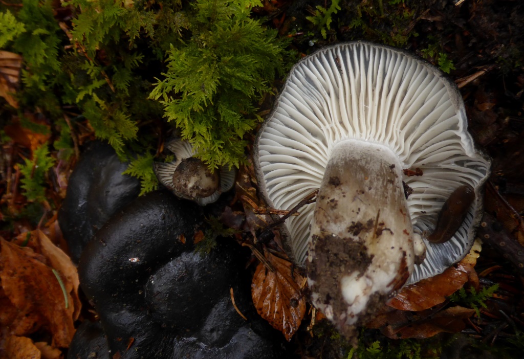 Maerzschneckling-6-Schwaebischer-Wald-Stuttgart-Gmuend-Mykorrhiza-Tanne