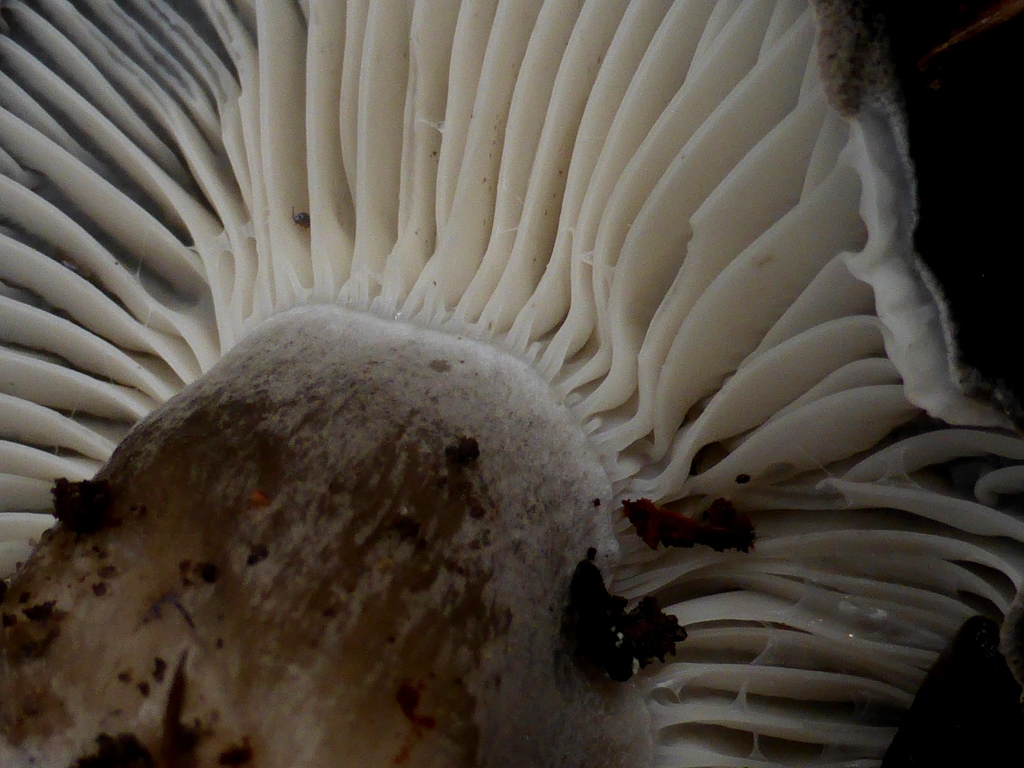 Maerzschneckling-9-Stiel-mehlig-wei-bereift-Lamellen-dick-Hygrophorus-marzuolus-Schwaebischer-Wald