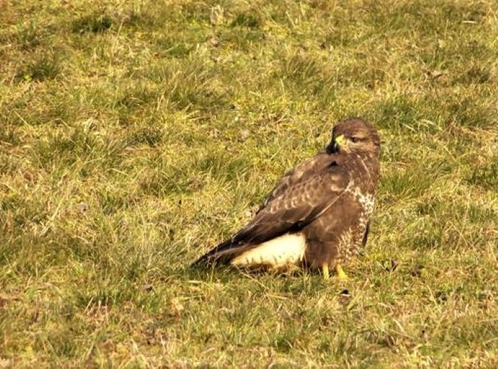 Maeusebussard Buteo buteo Accipitridae Greifvoegel Beate Siegel Pilzschule Schwaebischer Wald Birdwatching Maeusefang Ueberflug PIlzCoach Katharina Krieglsteiner