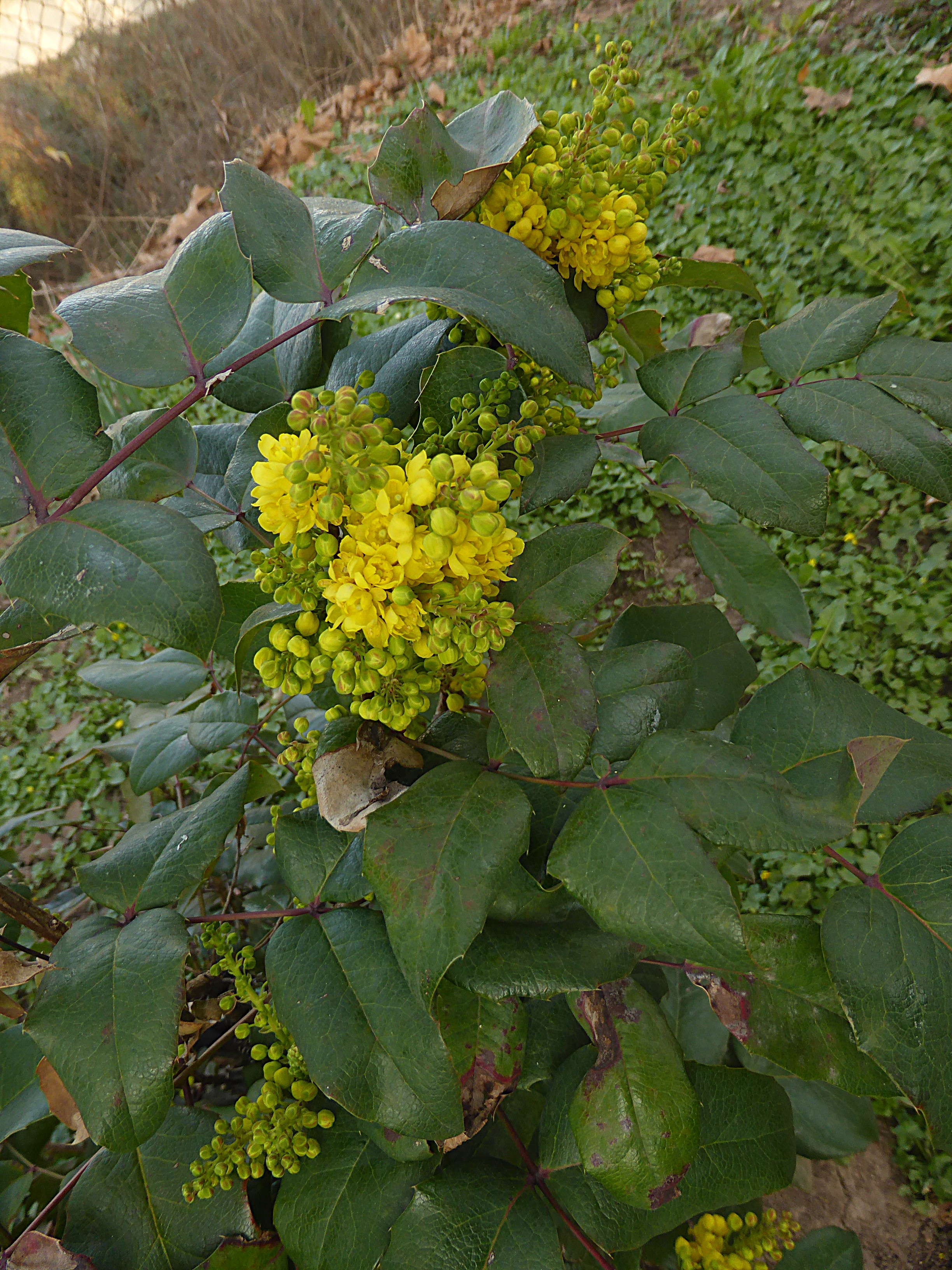 Mahonia aquifolium Mahonie Stuttgart invasiver Neophyt Garten nicht pflanzen
