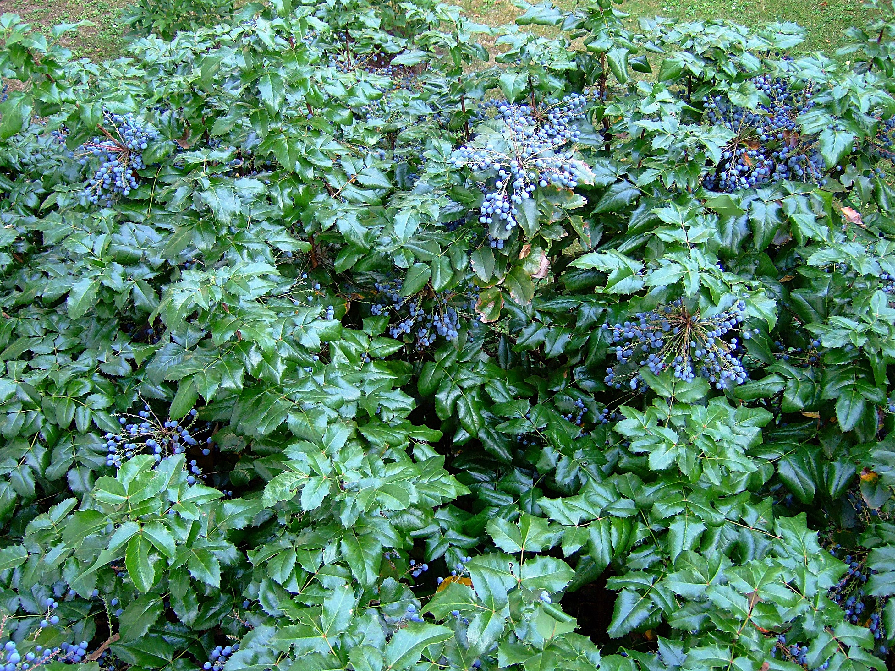 Mahonia aquifolium Mahonie invasiver Neophyt Fruchte Vogelfutter Verbreitung Amseln Deggendorf