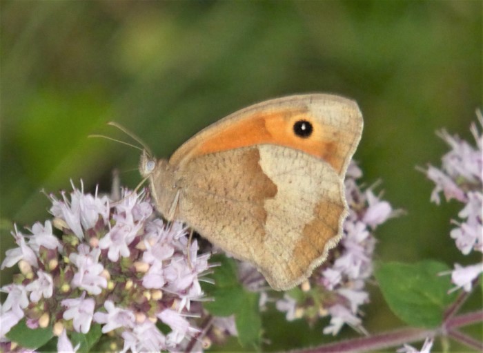 Maniola jurtina Grosses Ochsenauge Tagfalter Edelfalter Nymphalidae Spraitbach Magerwiese keine Duengung Naturgarten Artenvielfalt Biodiversitaet Gemeiner Dost Origanum vulgare Krieglsteiner