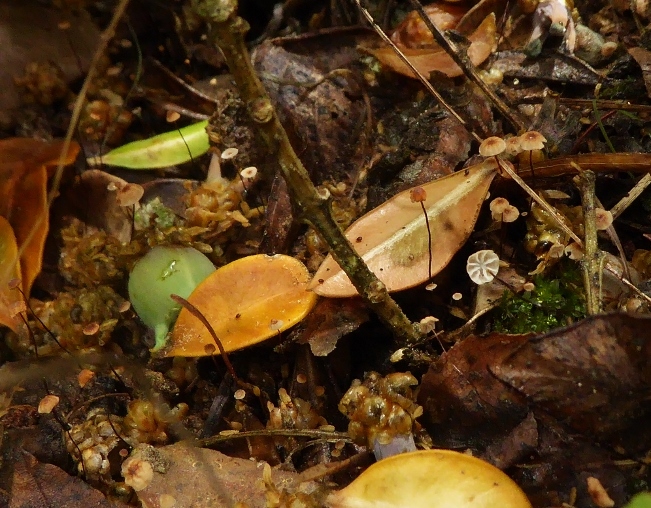 Marasmius buxi Buxus sempervirens Buchsbaum Schwindling trockenresistent Laub Saprobiont