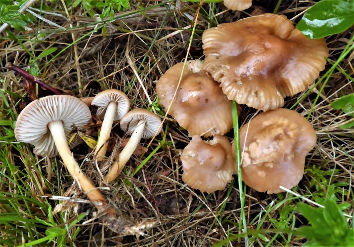 Marasmius oreades Nelkenschwindling Marasmiaceae Agaricales Naturgarten Magerwiese Saprobiont Gras essbar Blausaeure Bittermandel Verwechslung Feld Trichterling Clitocybe rivulosa PSV Ausbildung