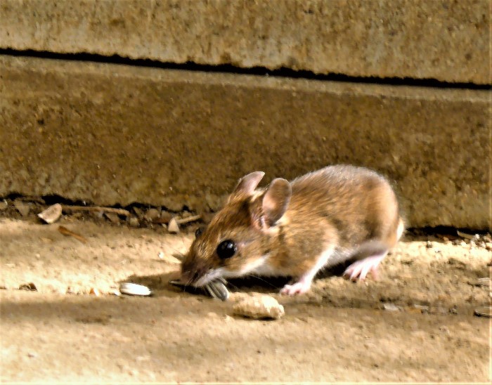 Maus Gelbhals Apodemus flavicollis sylvaticus Waldmaus Langschwanzmaeuse Muridae Nagetiere Rodentia Erdbau Maeusegaenge zahlreich Naturgarten Vogelfuetterung Sonnenblumenkerne Krieglsteiner