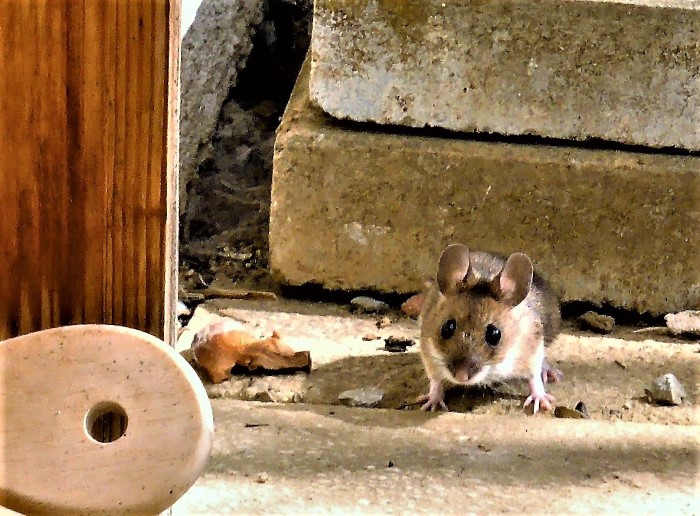 Maus Gelbhals Apodemus flavicollis sylvaticus Waldmaus Langschwanzmaeuse Muridae Nagetiere Rodentia Erdbau Maeusegaenge zahlreich Naturgarten Vogelfuetterung Sonnenblumenkerne Terrasse