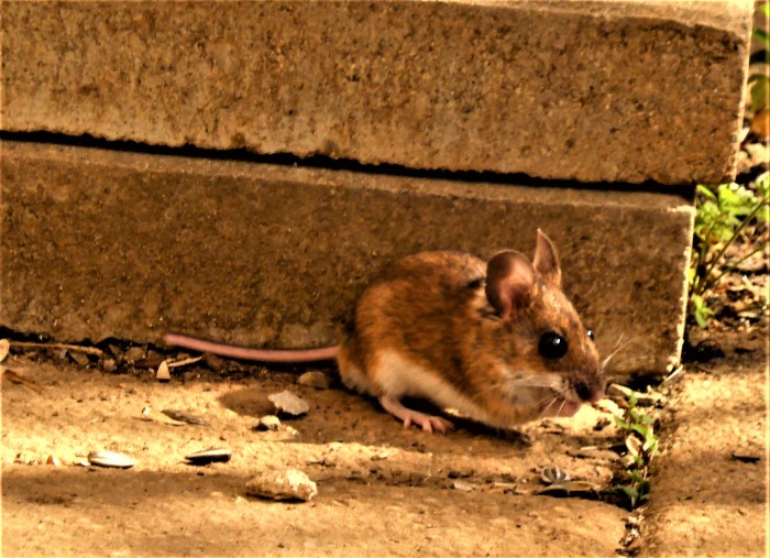 Maus Gelbhals Apodemus flavicollis sylvaticus Waldmaus Langschwanzmaeuse Muridae Nagetiere Rodentia Erdbau Maeusegaenge zahlreich Naturgarten Vogelfuetterung Sonnenblumenkerne