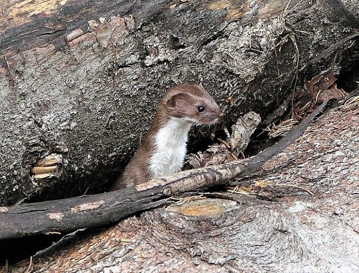 Mauswiesel Mustela nivalis Marion Hoefert Raubtiere Marderartige Raeuber gefraessig Flieder Spraitbach Naturgarten Krieglsteiner PIlzschule Schwaebischer Wald Lebensraum Artenvielfalt