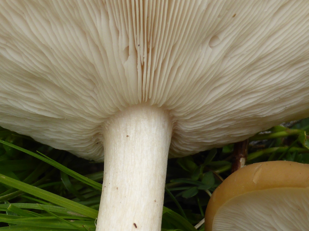 Melanoleuca-subalpina-Lamellenansatz-strictipes-Steifstieliger-Almen-Weichritterling-Österreich-Tirol-Lechtaler-Alpen