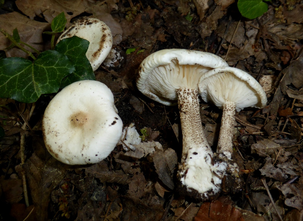 Melanoleuca-verrucipes-Raustieliger-Weichritterling-Bayern-Bayerischer-Wald