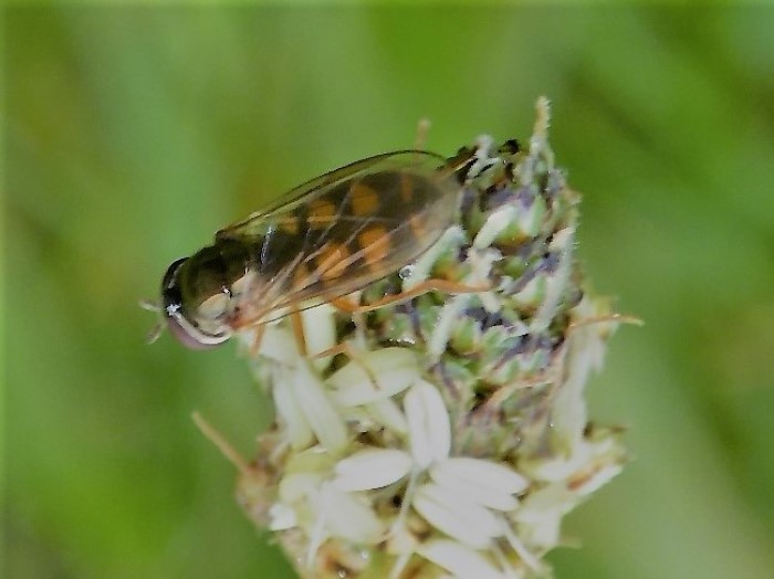 Melanostoma mellinum Weibchen Glaenzende Scharzkopfschwebfliege Diptera Brachycera Syrphidae Spraitbach nafoku Plantago lanceolata Spitzwegerich