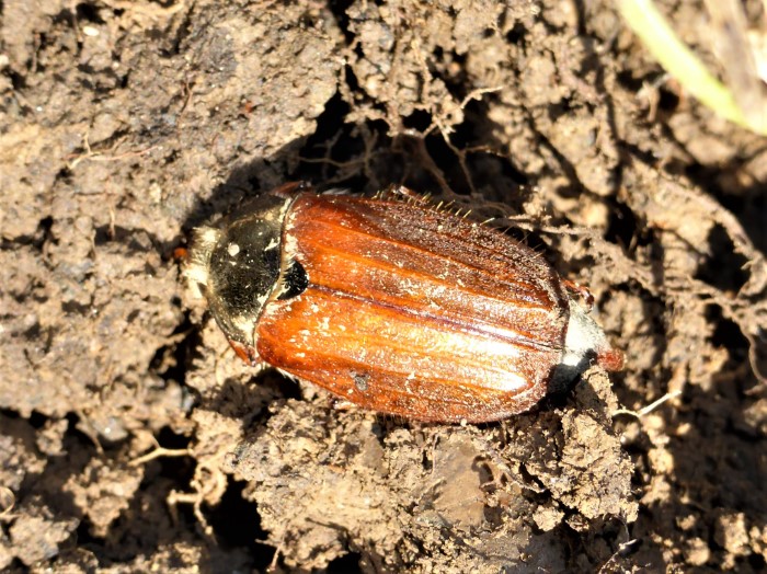 Melolontha melolontha Maikaefer Feld Spraitbach Naturgarten Engerling Schaedling Nuetzling Kirschbaum Morchelbeet Nahrungszone Krieglsteiner Spraitbach