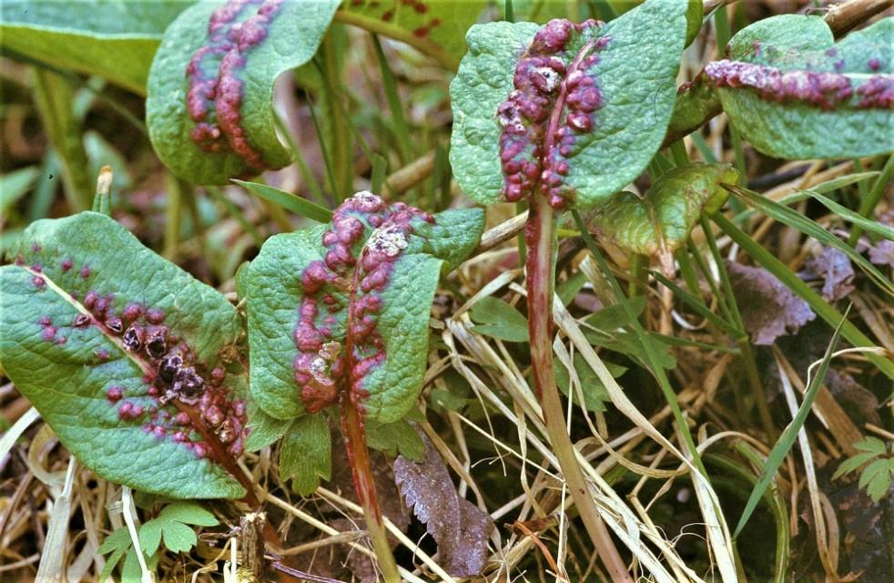 Microbotryum pustulatum 10 Schwarzwald Hornberg Offenbachtal Schwarzwaelder Pilzlehrschau Paetzold Wiesenknoeterich Polygonum bistorta officinalis Krieglsteiner