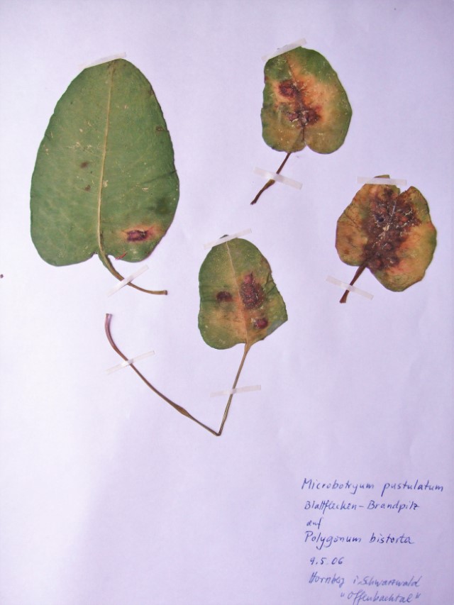 Microbotryum pustulatum 11 Herbarbeleg Schwarzwald Hornberg Pilzlehrschau Pilzschule Krieglsteiner Pilzkunde hochklassig Feldmykologe DGfM PilzCoach PSV