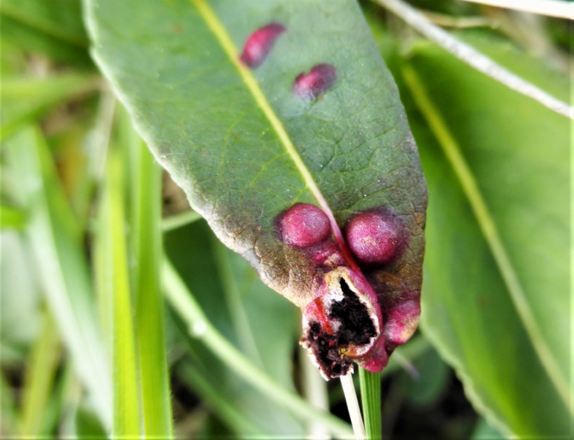 Microbotryum pustulatum 8 Ustilago pustulata Pustel offen schwarze Sporenmasse Mikroskopiertkurs Sporenornament Krieglsteiner Pilzschule Pilzkurse Pilzseminare