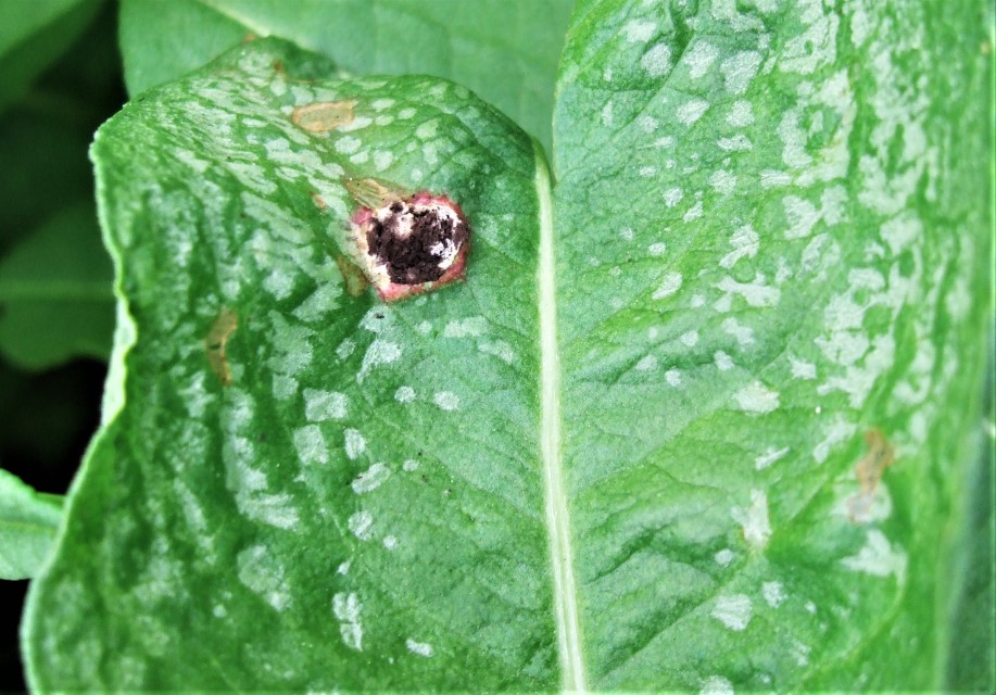 Microbotryum pustulatum 9 Rhoen Schwarzes Moor Bayern Unterfranken Hochmoor Pustel gefaehrdete Pilze Pestizide Duenger Intensivgruenland Krieglsteiner