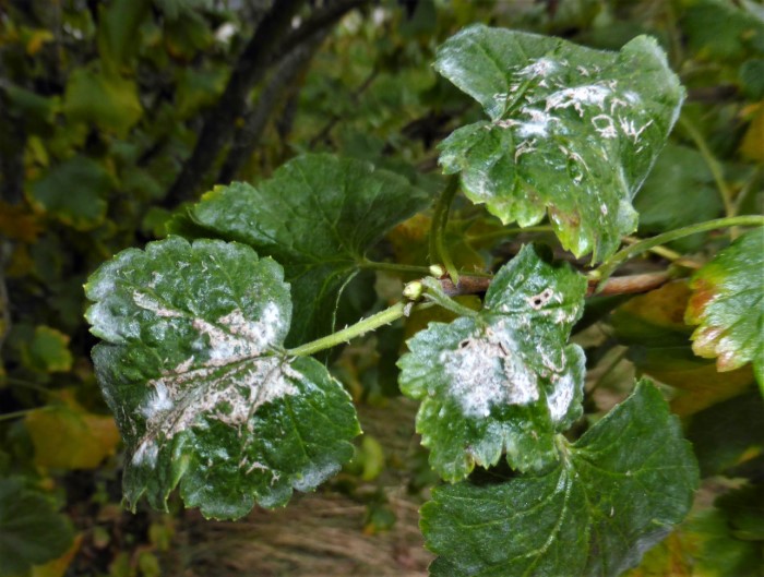 Microsphaera grossulariae Stachelbeer Mehltau Erysiphales obligate Parasiten Myzel Konidienrasen Krieglsteiner Spraitbach Ribes nidigrolaria Sphaerotheca mors uvae Gartenbesitzer Umweltgifte spritzen