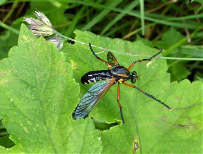 Molobratia teutonus Kleine Wolfsfliege Raubfliegen Diptera Asilidae Spraitbach Ostalbkreis Schwaebischer Wald Garten Artenvielfalt