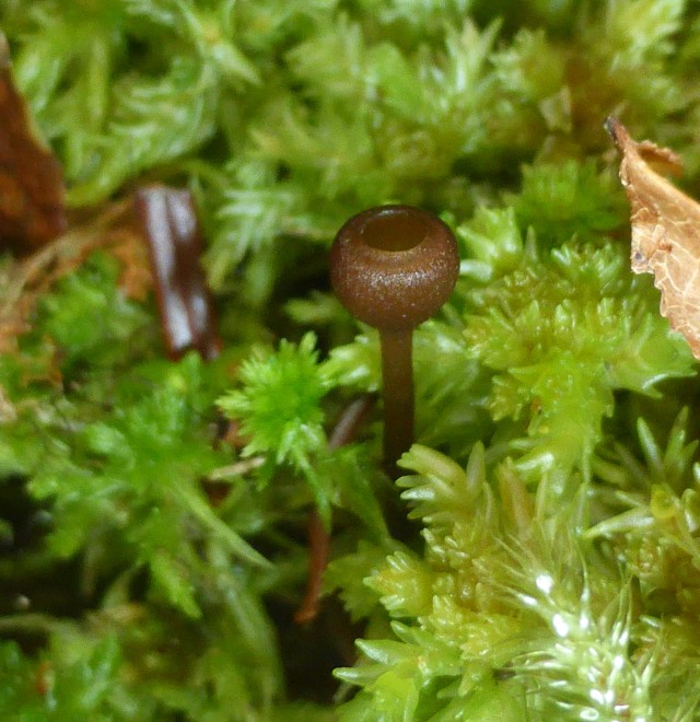 Monilinia baccarum 1 Heidelbeer Fruchtbecherchen Schwabisch Frankischer Wald Torfmoos Sphagnum Vaccinium myrtillus Waldmannshofen Traulich Pilzkurs Custom