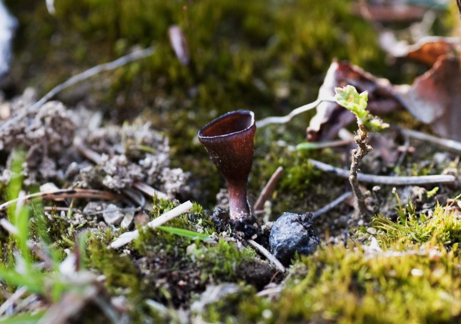 Monilinia baccarum 10 Harz Nord Deutschland Niedersachsen Sachsen Anhalt Finkeldey Buxbaumia aphylla offen liegende Frucht Heidelbeere Fruehling Fruhling Schnee Custom