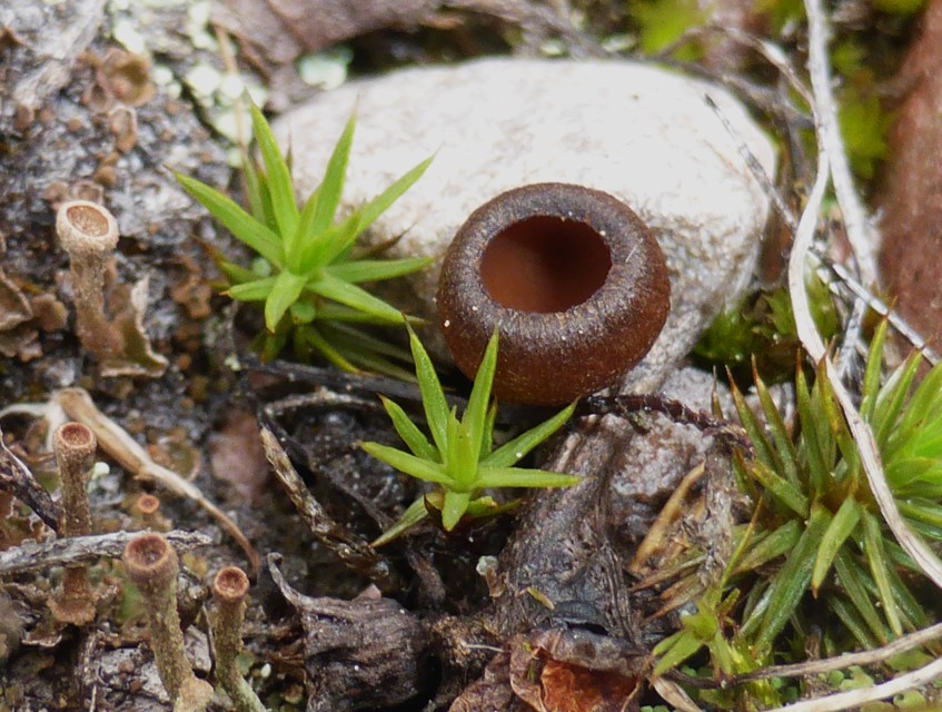 Monilinia baccarum 11 Norwegen Skandinavien Fulufjellet Nationalpark sauer boreal Nadelwald Boeschung Cladonia Becherflechte Polytrichum vergrabene Heidelbeere Custom