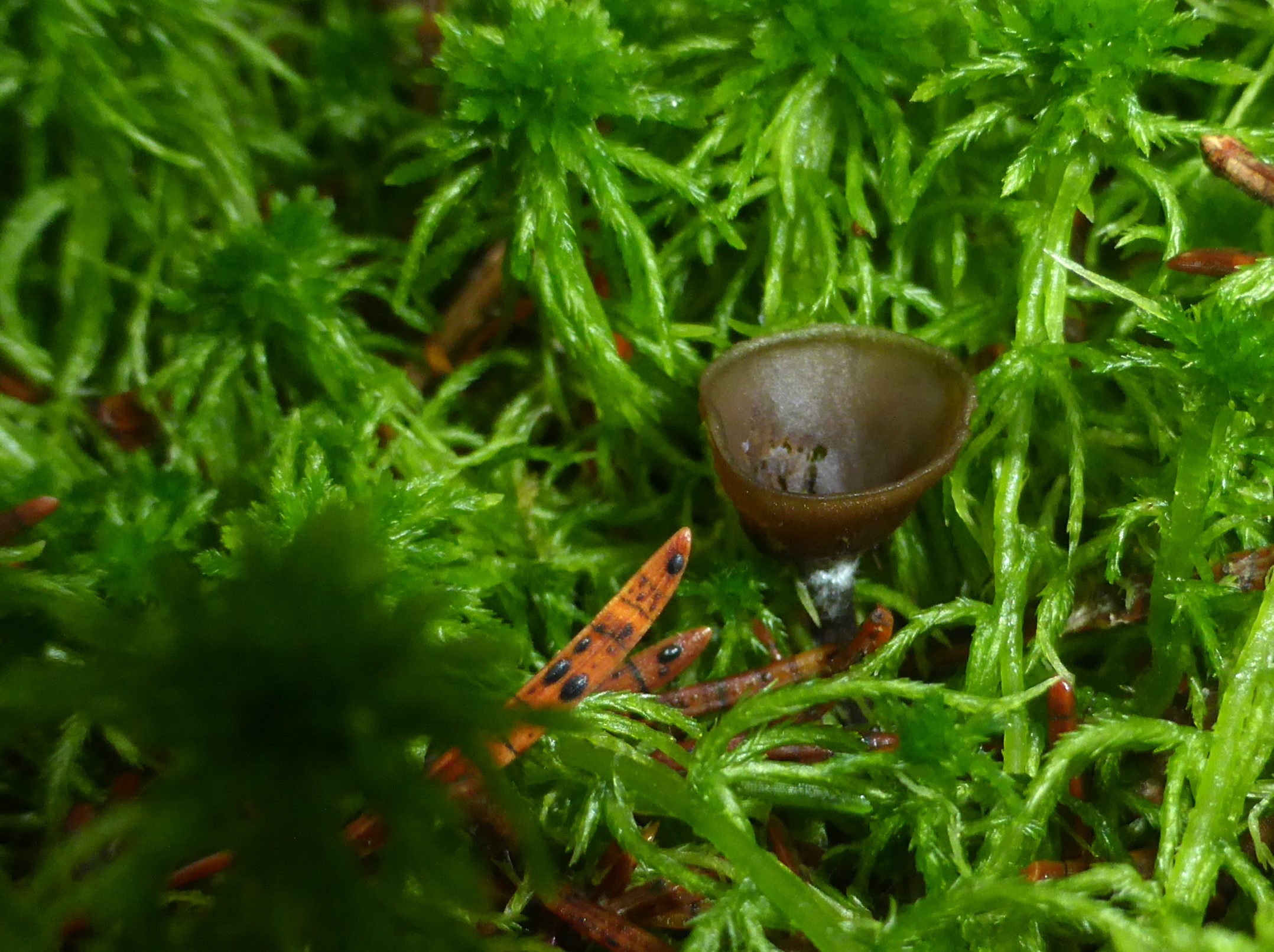 Monilinia baccarum 4 Ruppertshofen Honig Auerbachtal Schwaebischer Wald Torfmoos Sphagnum alt Becherling Fruchtbecherchen Heidelbeeren feucht sauer Rote Liste