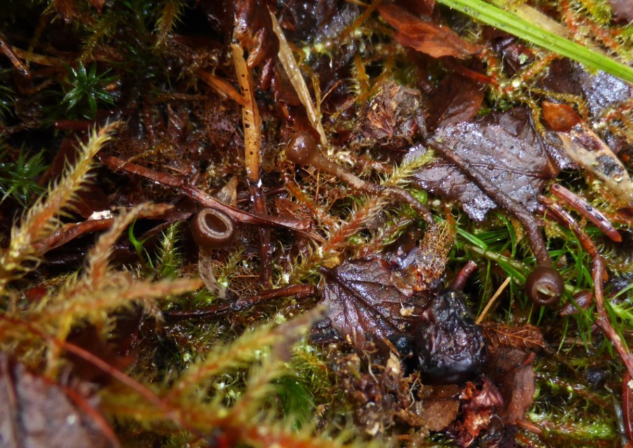 Monilinia baccarum 6 Bayern Bayerischer Wald Nationalpark Ruckowiesberg Rhytidiadelphus loreus Riemenstaengel Kranzmoos Runzelpeter sauer Schneelage Schneeschmelze Custom